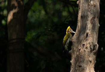 Greater Yellownape feeds naturally in the tropical regions of Thailand.