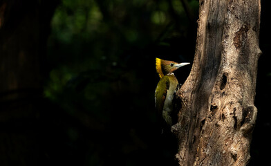 Greater Yellownape feeds naturally in the tropical regions of Thailand.