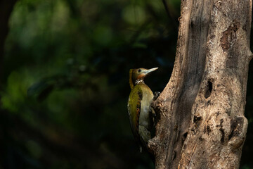 Greater Yellownape feeds naturally in the tropical regions of Thailand.