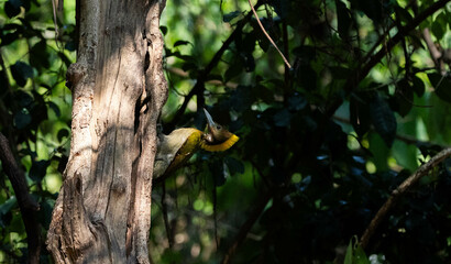Greater Yellownape feeds naturally in the tropical regions of Thailand.