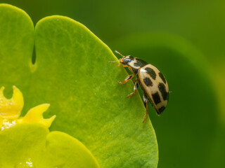 14 spot yellow ladybird