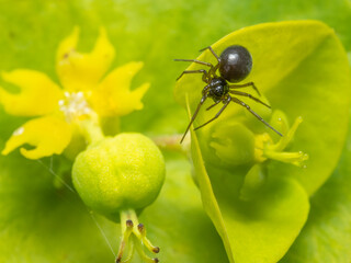 Small spider on a Euphorbia flower