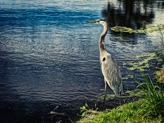 Great Blue Heron on Lake Apopka in Florida
