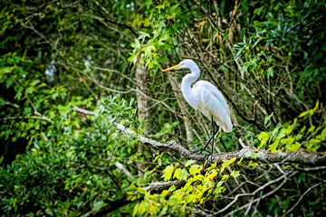 Great Egret at the Edge of the Forest