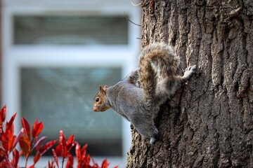 Squirrel scaling a tree in front of a building