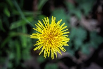 Closeup of a yellow dandelion in a field