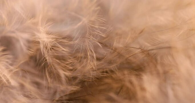 Macro of a bunch of feathers pressed together.