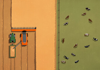 Aerial view from above fence separating grazing cows and combine harvester harvesting wheat crop on 
