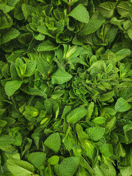 Full frame view from above bunches of fresh, vibrant green mint leaves
