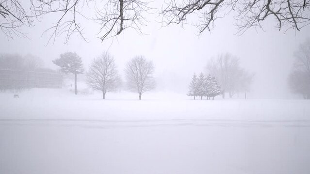 Footage of evergreen trees during a snowstorm in Orillia, Ontario Canada suitable for a background.
