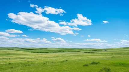 Fototapeta premium Endless tall swaying grass fields