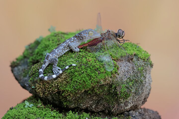 A young tokay gecko is preying on a dragonfly. This reptile has the scientific name Gekko gecko.