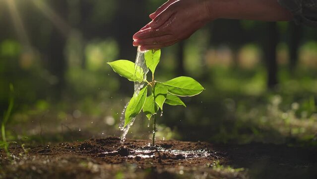 Hand watering and caring for young plants