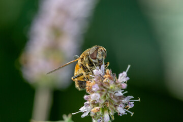 A hoverfly insect sits on a purple flower macro photography on a summer sunny day. Flower flies sits on a blooming mint plant close-up photo in the summer.	
