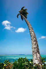 A palm tree reaches out over the shores of a tropical island under blue sky