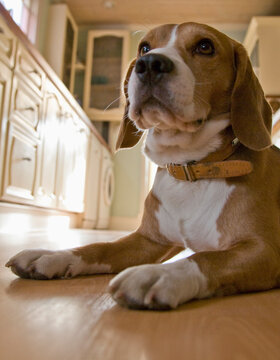Portrait of a beagle
