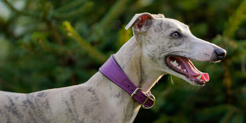 Portrait of a happy whippet dog with his tongue out in nature, surrounded by green