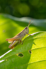 Common field grasshoper sitting on a green leaf macro photography in summertime. Common field grasshopper sitting on a plant in summer day close-up photo. Macro insect on a green background.