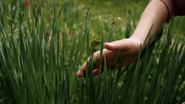 the child runs his hand over the green grass. touches the green grass
