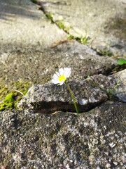 flower on the stone, power nature