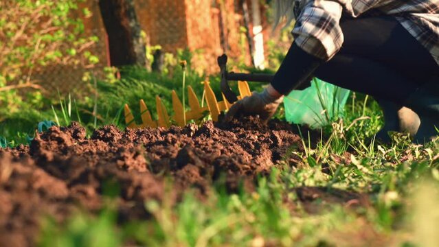 work with a garden rake on garden plot. preparation of a garden bed for sowing