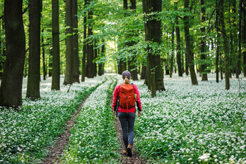 Hiker exploring  blooming forest trail in springtime. Woman enjoys her adventure in nature
