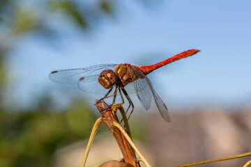 Ruddy darter dragonfly sitting on a branch in a summer day. Dragonfly with big eyes macro photography on a green background.	