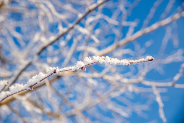 closeup of a tree branch covered with frost or snow on a clear winter day