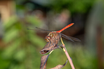 Ruddy darter dragonfly sitting on a branch in a summer day. Dragonfly with big eyes macro photography on a green background.	