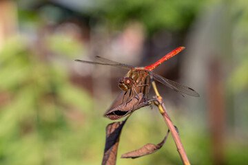 Ruddy darter dragonfly sitting on a branch in a summer day. Dragonfly with big eyes macro photography on a green background.	
