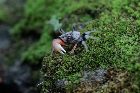 A fiddler crab is hunting for prey in the seaweed beds that grow on the coral. This animal has the scientific name Uca sp.