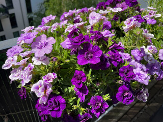 Pink purple blooming Petunia double flowers in decorative flower pot hanging on balcony terrace fence close up