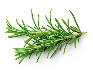 Fototapeta premium Single sprig of rosemary with detailed texture set against a pure white backdrop