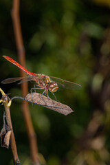 Ruddy darter dragonfly sitting on a branch in a summer day. Dragonfly with big eyes macro photography on a green background.	
