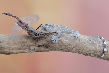 A young tokay gecko is preying on a dragonfly. This reptile has the scientific name Gekko gecko.
