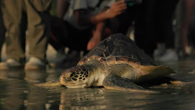 Closeup of leatherback sea turtles crawling to the ocean.Sea turtles active crawling sand beach toward sea water sunset down. Family new beginning life swim ocean.  Change pollution global warming.