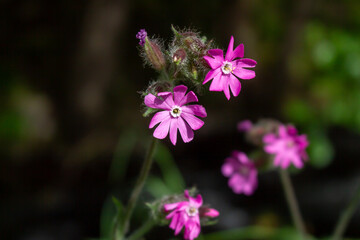 Red campion (Silene dioica), red catchfly, wild plant, flower meadow, panorama