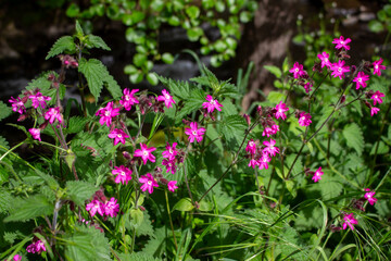 Red campion (Silene dioica), red catchfly, wild plant, flower meadow, panorama