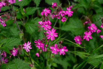Fototapeta premium Red campion (Silene dioica), red catchfly, wild plant, flower meadow, panorama