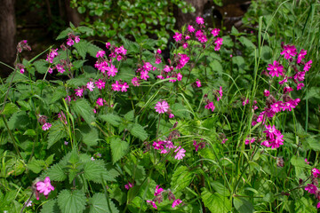 Red campion (Silene dioica), red catchfly, wild plant, flower meadow, panorama