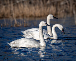 Gracefully glide on water with trees in the background