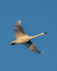 Swan gracefully glides on water with trees in the background