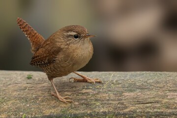 Closeup of a wren perched on a wooden plank