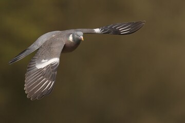 Closeup of a Wood Pigeon soaring above lush woodland