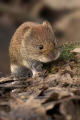 Closeup of a Bank Vole on dried leaves