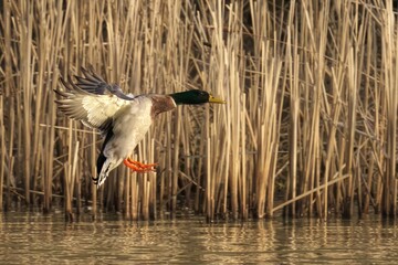 Mallard duck hovers over tall grass near a pond