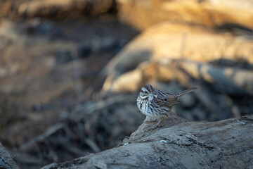 Closeup of a sparrow perched on a tree log