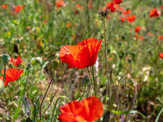 closeup of beautiful red poppies flowers on a blooming field