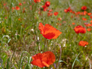 closeup of beautiful red poppies flowers on a spring blooming field