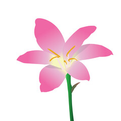 Lily flower illustration. Pink rain lily hand drawing. Lily isolated on white background.